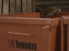 TorontoRacoon3.JPG