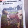 COW PHOTOBOMBING.jpg