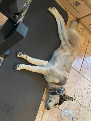schleepeh.jpg