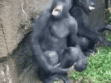 monkeys.gif