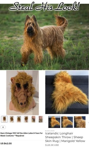 steal his look dog small.jpg