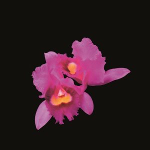 Opeth Orchid.jpg