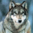 wolf2112